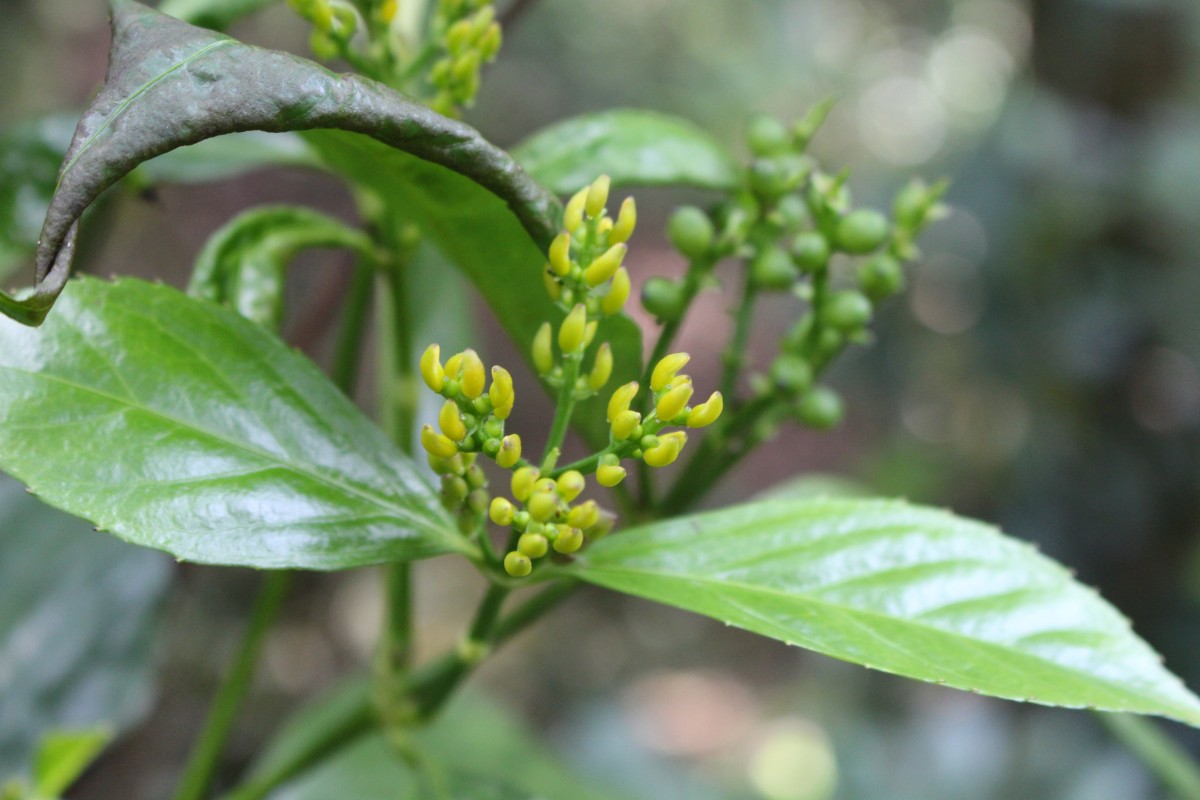 Sarcandra glabra (Thunb.) Nakai